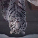2 Set of DIY 5D Diamond Painting Cat Tiger Lion Rhinestone Cross Stitch Kit
