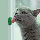 Cat Catnip Licking Candy for Kitten Increase Drinking Energy Ball Snack