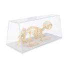 Real Rabbit Skeleton Specimens Biology Teaching Instruments Student Science