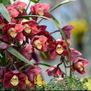 100 PCS Chinese Cymbidium Orchid Indoor Potted Flowers Orchid Cicada Q2Z1 S Q5T5