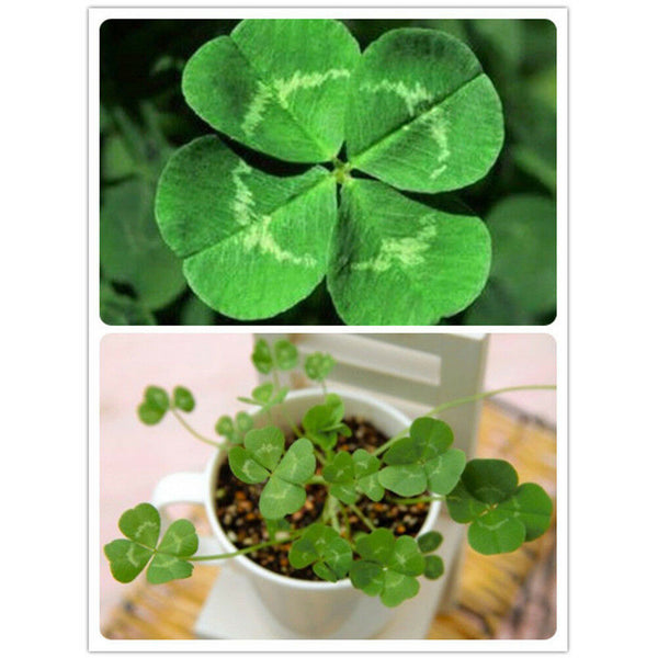 30Pcs/Bag Trifolium Repens Seeds White Clover Flower Seeds Bonsai Shamrock JR