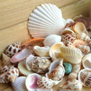100g Fish Tank Beach Nautical DIY Mixed Sea Shells For Aquarium Craft Decor Intr
