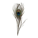 Pack of 50pc Natural Peacock Feathers 10-12''