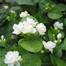 20 pcs Cape Jasmine Jasminiodes White Shrub Aromatic Flower Seeds Plant A6T4