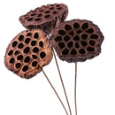 Lotus Natural Dried Flowers Bouquet Branch Decorations Floral for Party H-3C