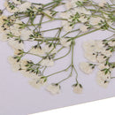 Beautiful Real Pressed s Breath Flowers Natural Dried Flowers For Scrapbooking