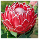5D DIY Diamond Painting Flower Full Round Drill Embroidery Wall Art (QF312)