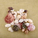 Aquarium Fish Tank Beach Nautical Shells Bulk Approx Sea Shell Photography! Gift