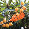 High Altitude Fruit Picker No pole 1Piece Plastic Picker without Pole Fruit
