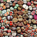 50X Mixed Lithops Seeds Living Stones Succulent Cactus Four Seasons Potted A9Z0
