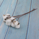 5Pc 12" Dried Flowers Natural Cotton Stems for Home Wedding Party Decoration