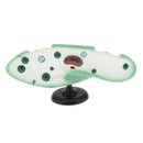 Paramecium Biological For Science Study Display Teaching  Education