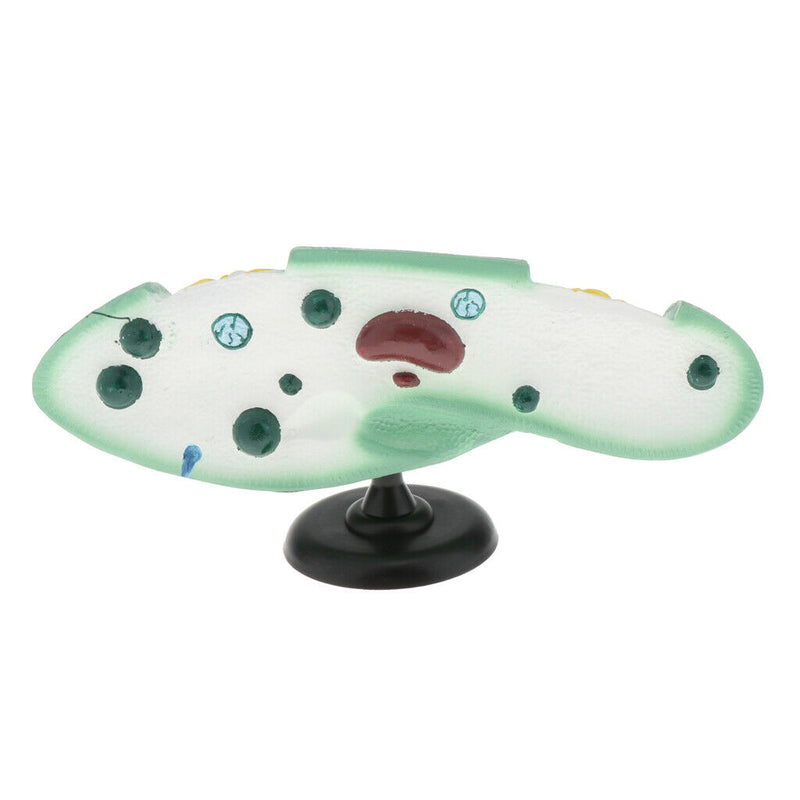 Paramecium Biological For Science Study Display Teaching  Education
