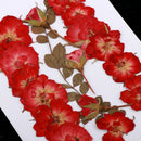 Mixed Natural Pressed Dried Rose Flower Leaves DIY Scrapbook Craft 2-2.5cm