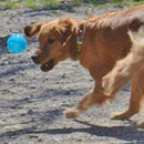 Pet Puppy Dog Squeaky Fetch Ball Toys [Meteorites Bouncy Series] Bite Resis