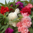 Camellia impatiens Seeds Balcony Potted Diy Plant Anthurium For Home Garden SP