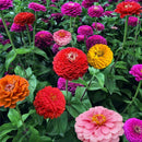 200xMischfarben California Giant Zinnia Elegante Blumensamen I1A9 Geschenk! X9Y6