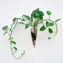 4 Pieces Glass Vase Clear Air Hydroponic Plant Flower Terrarium Planter Pot