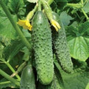 20pcs Cucumber Seeds Organic Russian Pickling Vegetable Fruit  Garden Plants