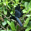 2 x Lifelike Flying Crow Decoy Hunting Birds Decoy Birds Scarer Scarecrow