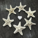 10pc Natural Starfish Sea Star shell Aquarium Landscape DIY Craft Home Decor NEW