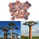 10X Seeds Of Adansonia digitata Baobab Tree Outdoor Plant High Germination SP