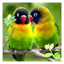 5D DIY Diamond Painting Parrot Cross Stitch Embroidery Needlework Craft Kit