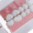 Dental orthodontic studyteachadult standard typodont demonstration teeth modelBX