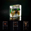 Creative Clear Amber Resins Insect Home Decorative Teaching Tools Insects G0D8