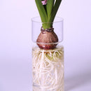 4 pieces Clear Glass Hydroponic Vase Flower Plant Pot Terrarium Container