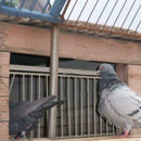 1* New Iron Door Bob Wires Bars on Frame Entrance Tumbler for Racing Pigeon Bird