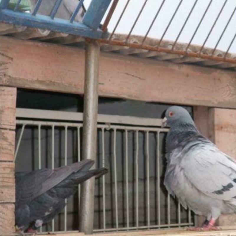 1* New Iron Door Bob Wires Bars on Frame Entrance Tumbler for Racing Pigeon Bird