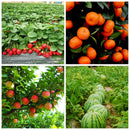 Cytokinin Plant Hormones Improve Vegetable Flower Fruit Tree Better Product lj
