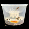 Bee Tools Hornet Trapper Fly Bug Catching Traps Wasp Catcher Hanging On Tre