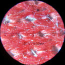 100X Optical Microscope LED Light Magnifying Glass With PU Leather Bag