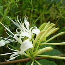 Honeysuckle Seeds Fast Fragrant Garden Plant 50Pcs Supply K7D9 P1B2 S7M1 G9B7