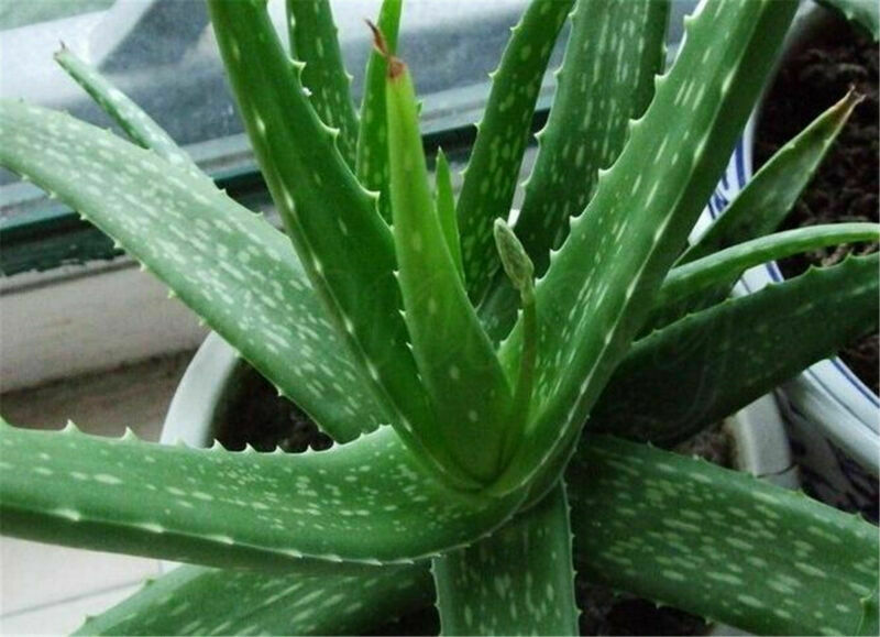 1oz (28g) Aloe Vera Leaf Powder Aloe Barbadensis Plant Natural Powder Beauty New