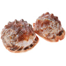 Natural Bull's Mouth Conch Shell Coral Sea Snail Fish Tank Adorn Home Orname_