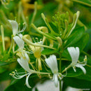 Honeysuckle Seeds Fast Fragrant Garden Plant 50Pcs Supply K7D9 P1B2 S7M1 G9B7