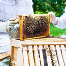 20Pcs Plastic Beetle Blaster of Beehive Beekeeping Tools Small Beetles Catc