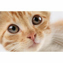 Full Square Diamond 5D DIY Diamond Painting "Cat" Embroidery Cross Stitch R