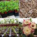 5 pcs Desert Rose Flower Adenium obesum "PEONY" bonsai Seed Supply