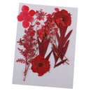 6 Kinds Pressed Press Dried Flower Real Dried Flower Plant Specimen For