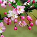 Begonia Seed bonsai tree flower seeds Begonia tree plant Balcony Yard potted. LJ