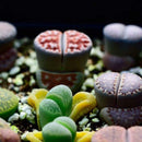 50X Mixed Lithops Seeds Living Stones Succulent Cactus Four Seasons Potted A9Z0