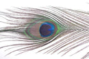 10Pcs x Natural Peacock Tail Feathers-Natuatal Color