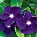 40 SEEDS  VINCA SUNSTORM PURPLE aka PERIWINKLE /  ANNUAL DEER FL  RESISTANT E0N1