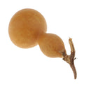 10Small Natural Dried Gourds Table Ornament