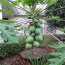 30pcs Fresh Dwarf Papaya Fruit Seeds Very Sweet Organic Fruit Garden BonsaiRlj