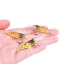 5Pcs Soft  Lures Bait Shrimp Fishing Simulation Prawn Saltwater Hooks Suppli_